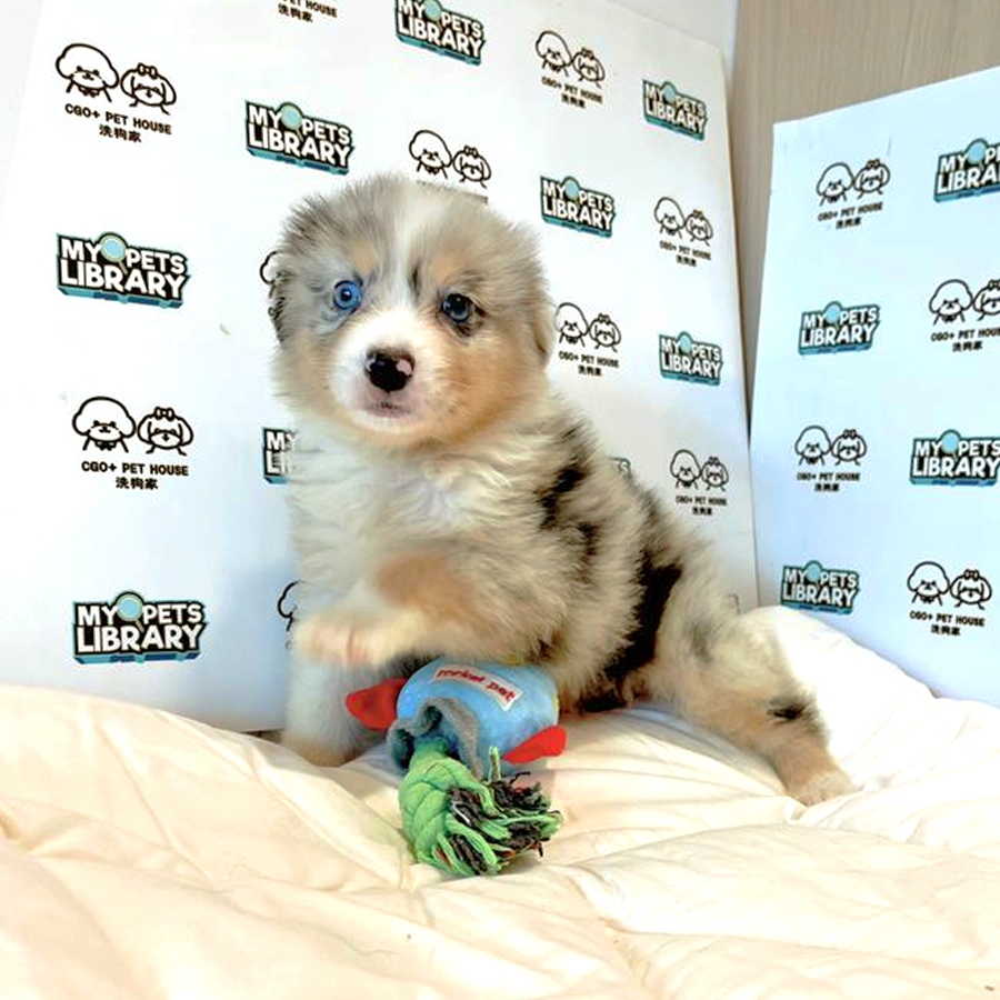 Australian Shepherd Puppy