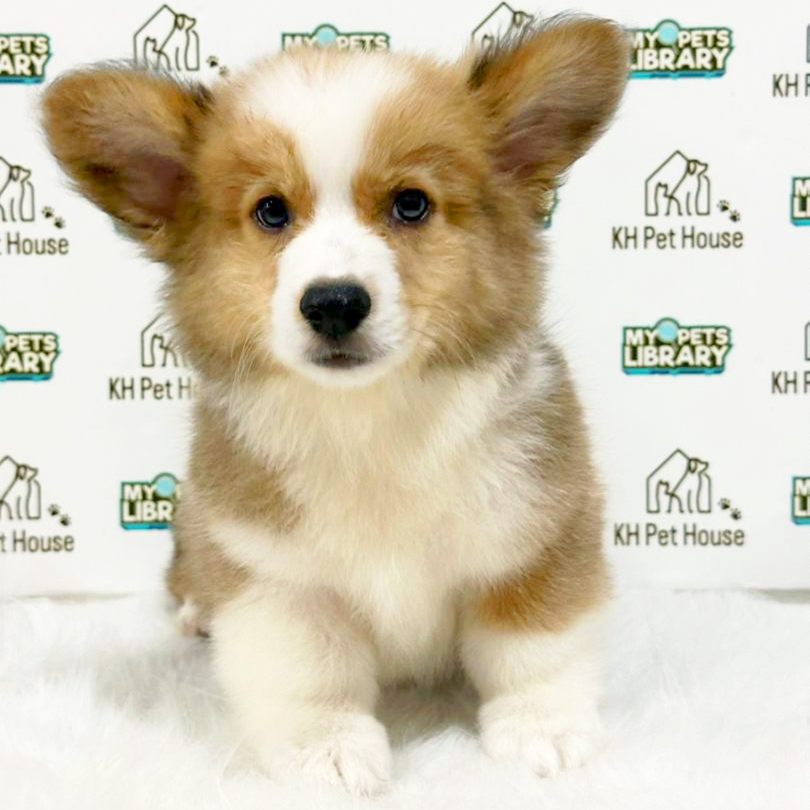 Welsh Corgi Puppy
