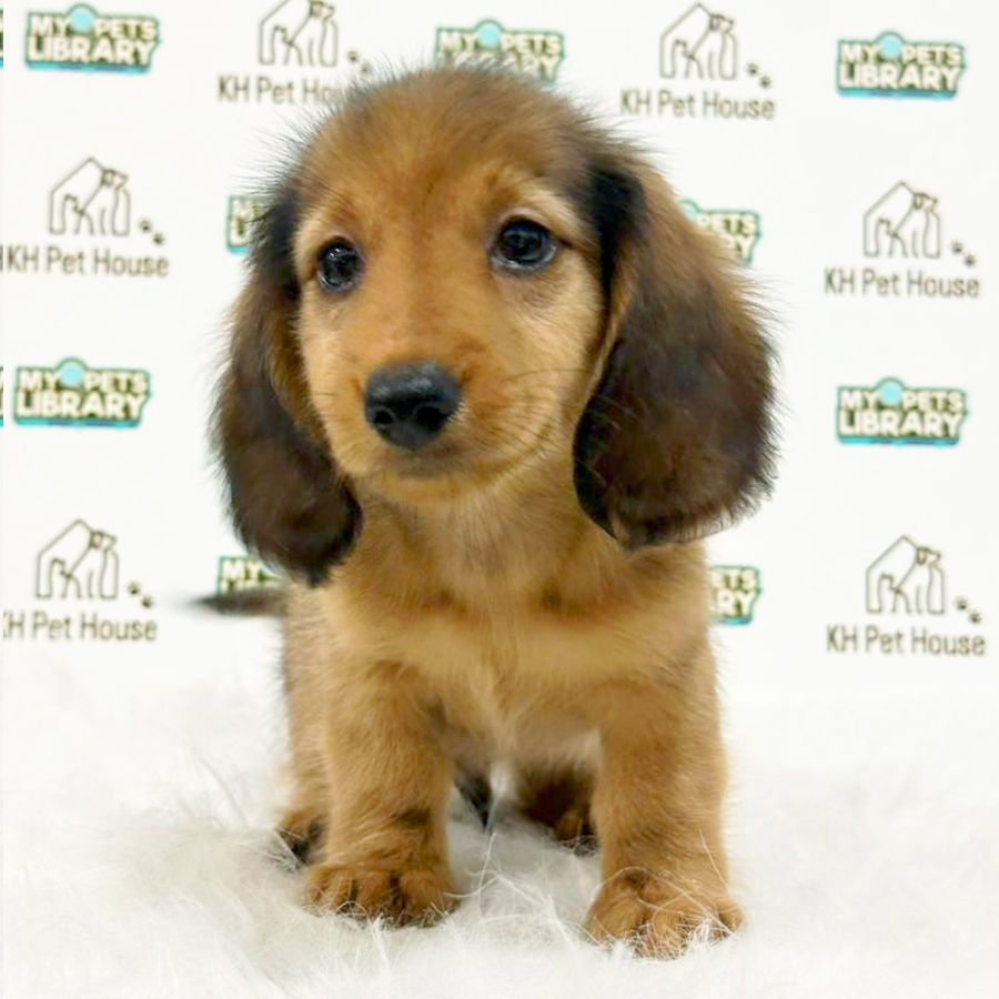 Dachshund Puppy