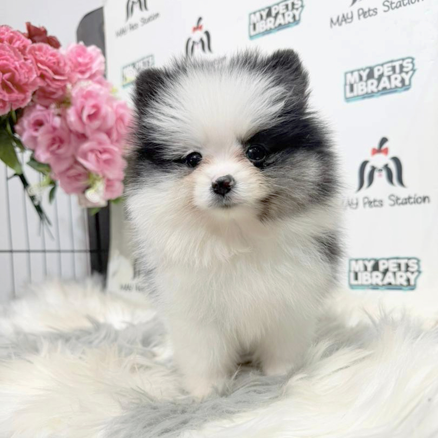 Pomeranian Puppy