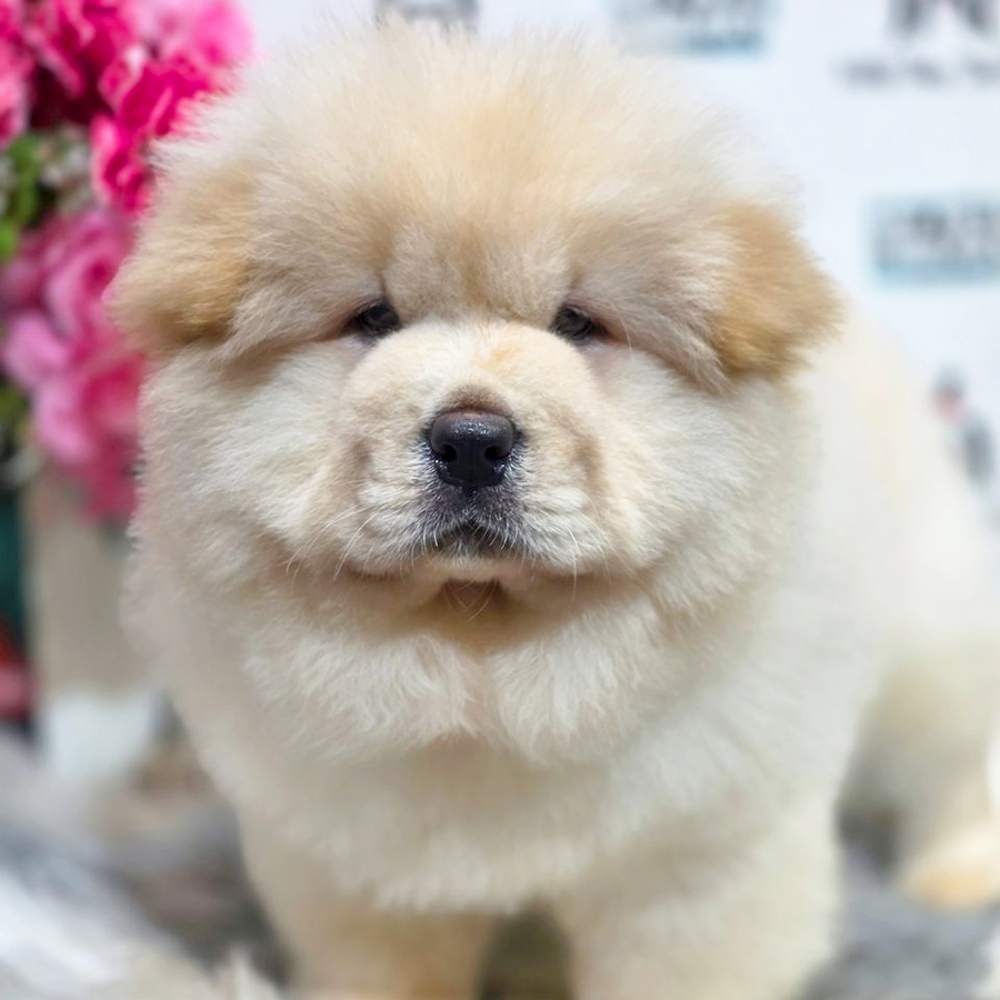 Chow Chow Puppy