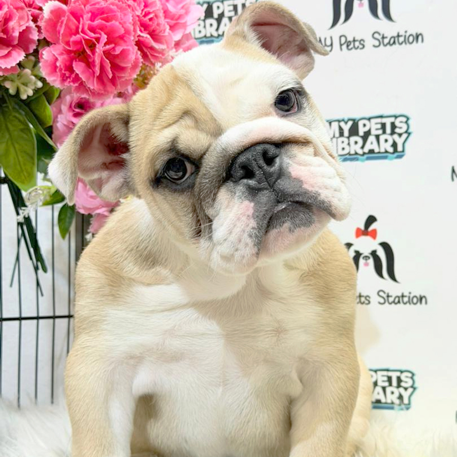 English Bulldog Puppy