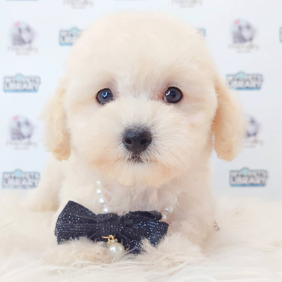 Toy Poodle Puppy