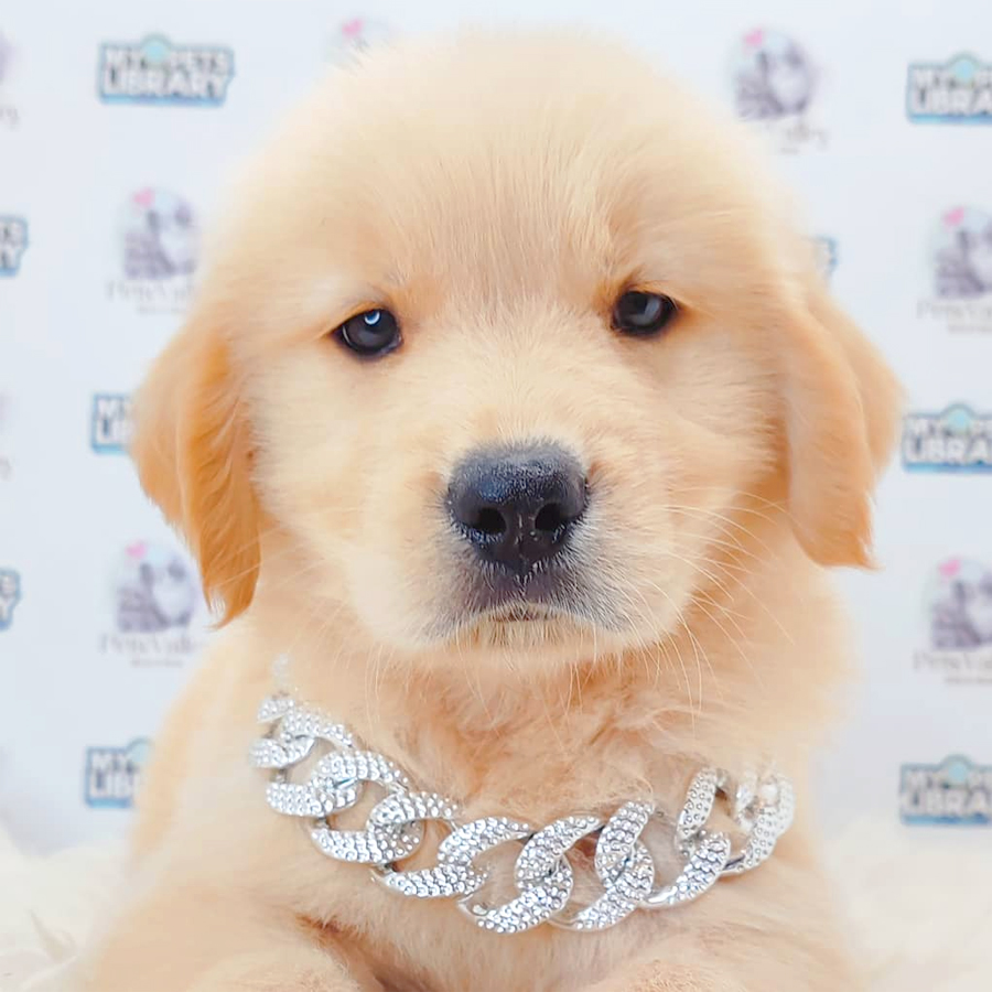 Golden Retriever Puppy