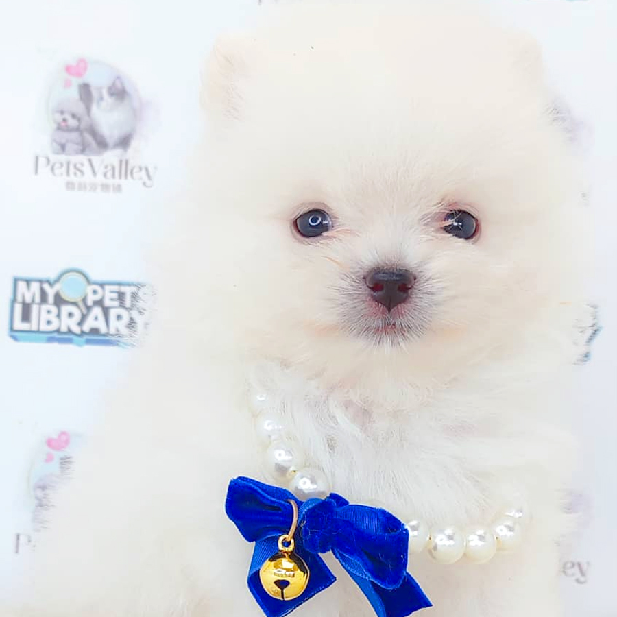 Pomeranian Puppy