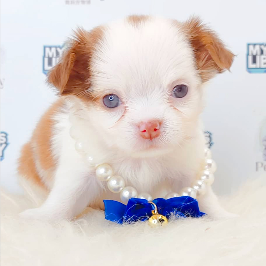 Long Coat Chihuahua Puppy