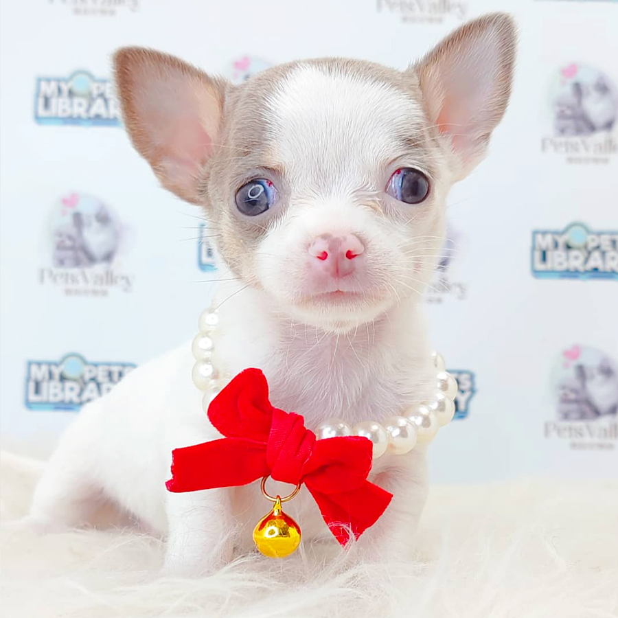 Chihuahua Puppy