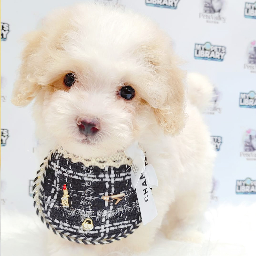 Maltipoo Puppy