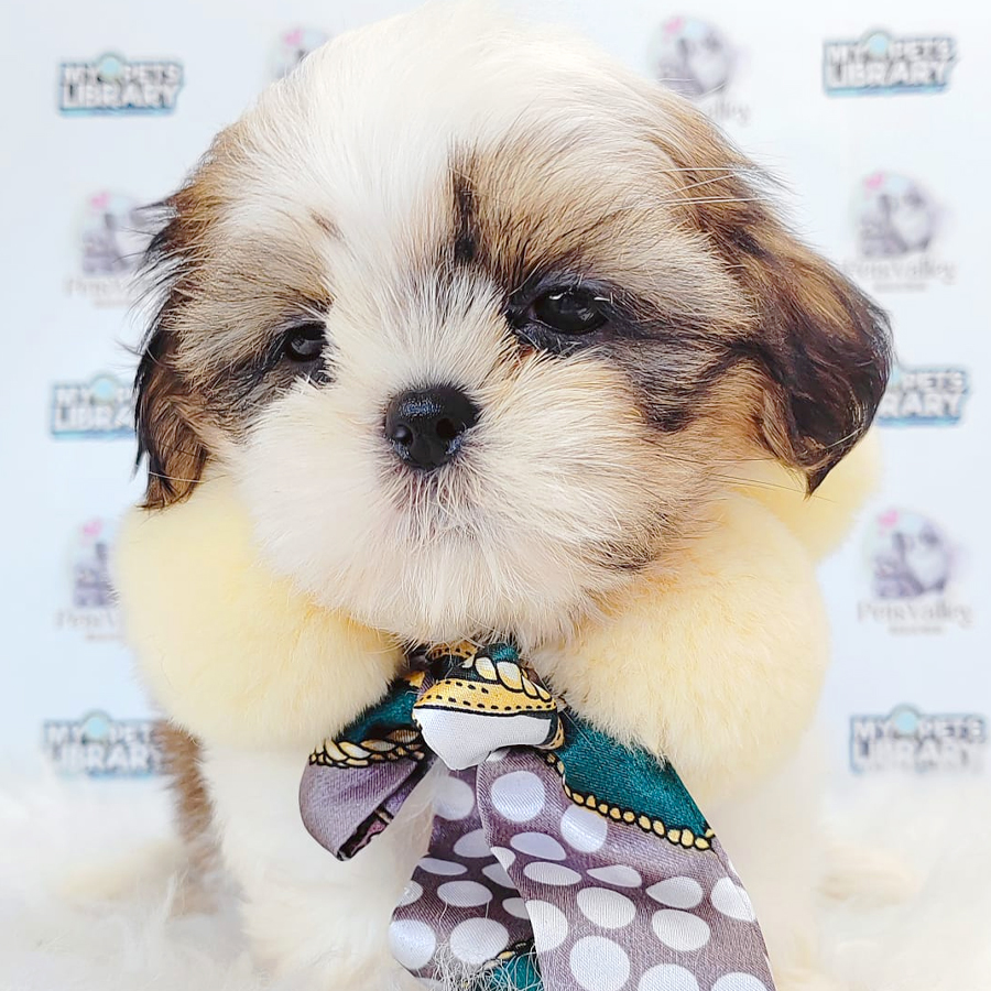 Shih Tzu Puppy