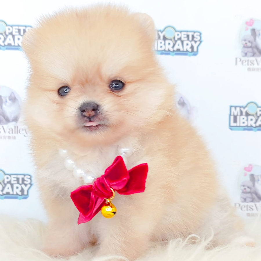 Pomeranian Puppy