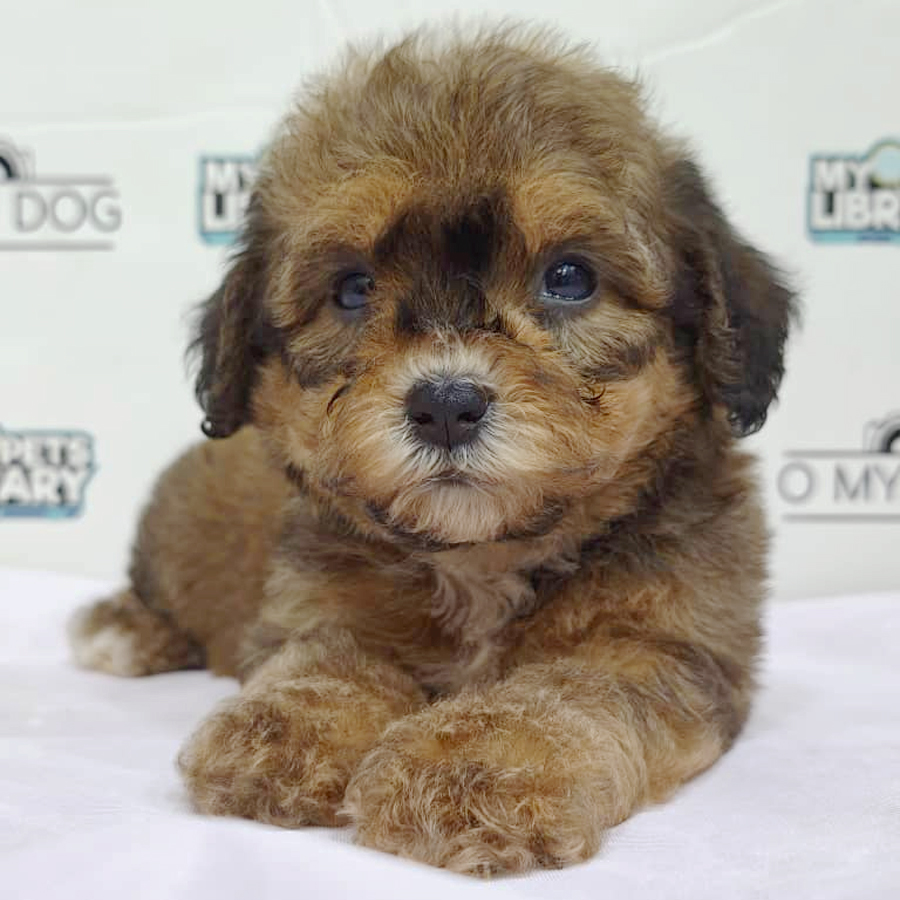 Toy Poodle Puppy