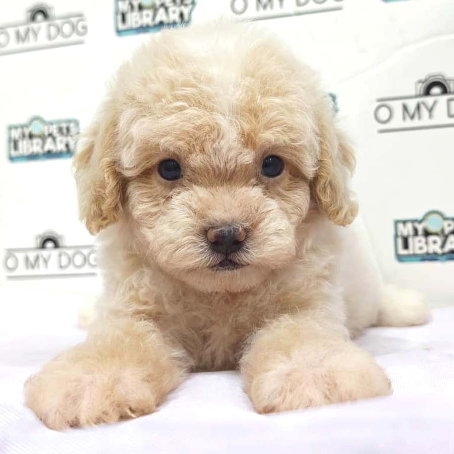 Toy Poodle Puppy
