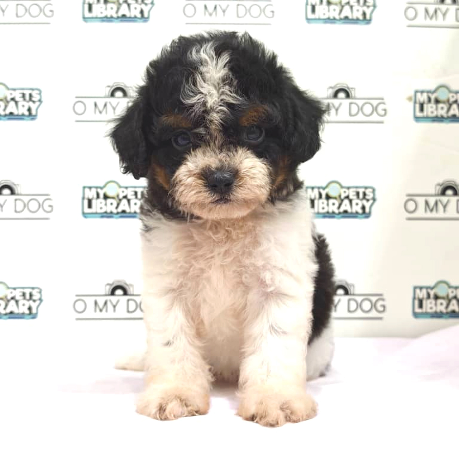 Toy Poodle Puppy