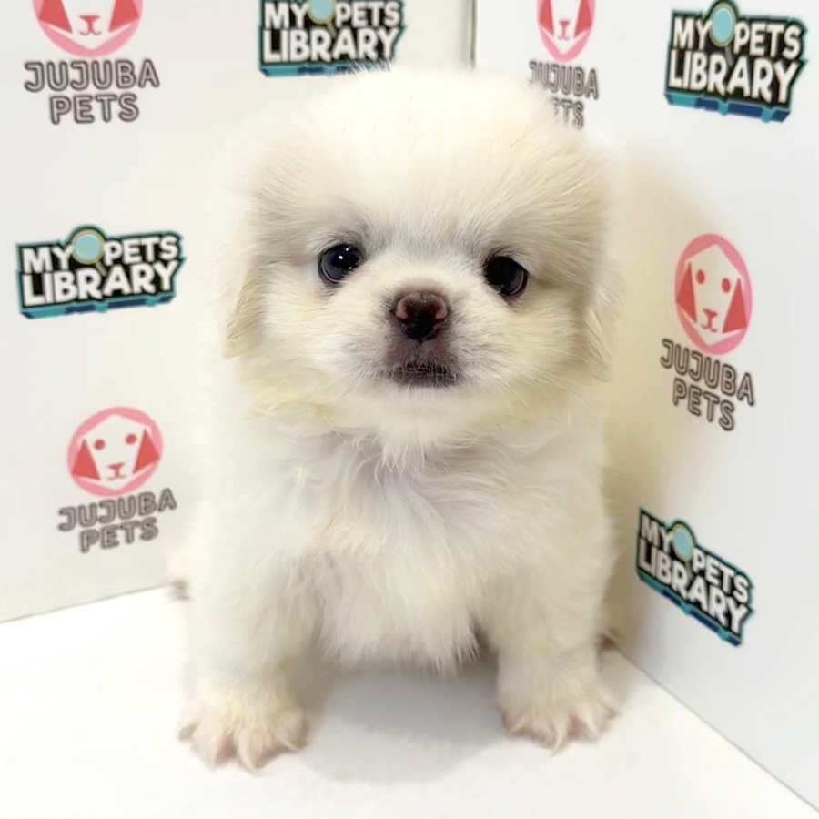Pekingese Puppy