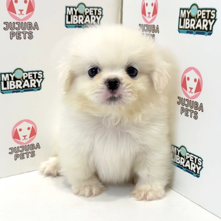 Pekingese Puppy