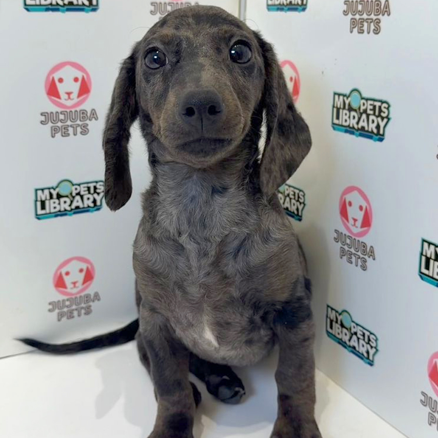 Dachshund Puppy