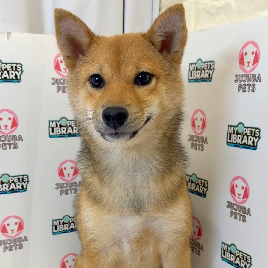 Mame Shiba Inu Puppy