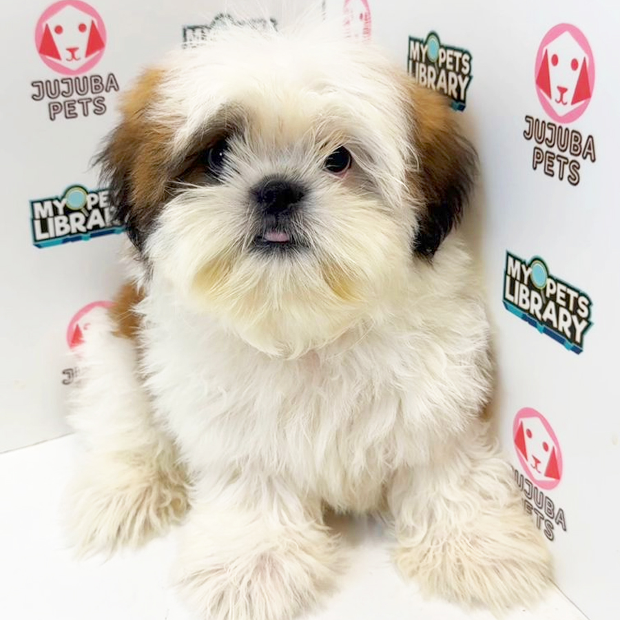 Shih Tzu Puppy