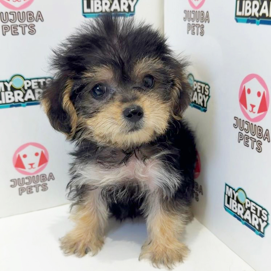 Cockapoo Puppy