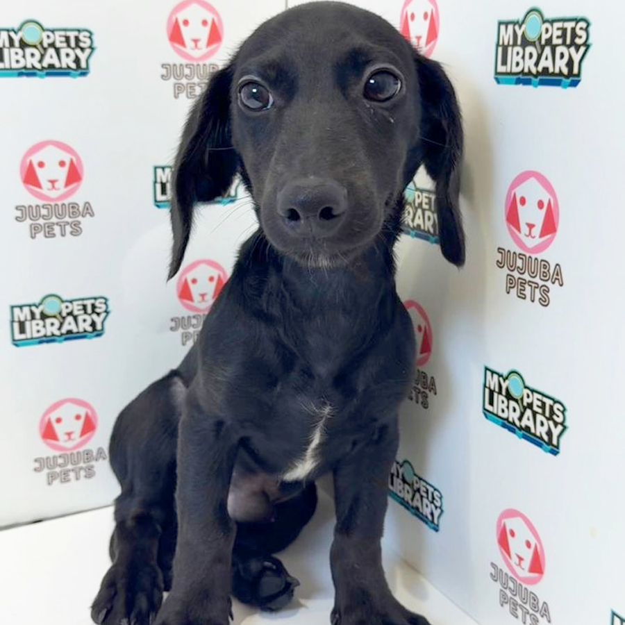 Dachshund Puppy