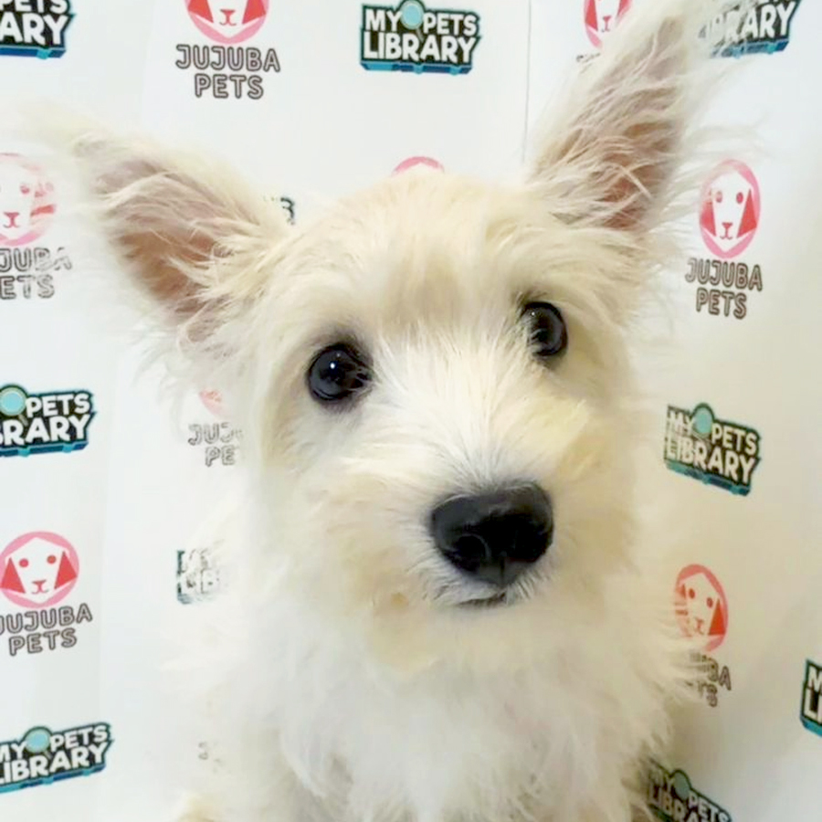 West Highland Terrier Puppy