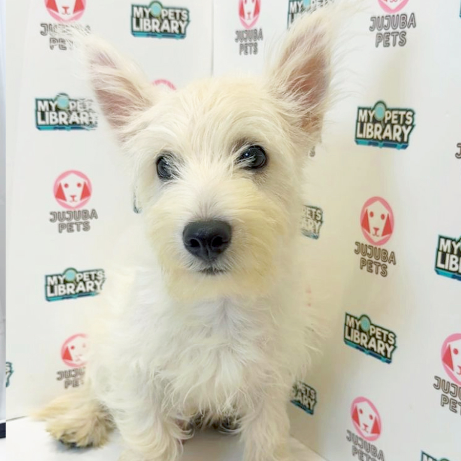 West Highland Terrier Puppy