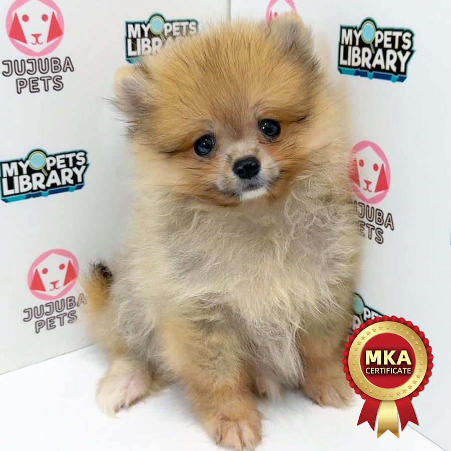 MKA Pomeranian Puppy