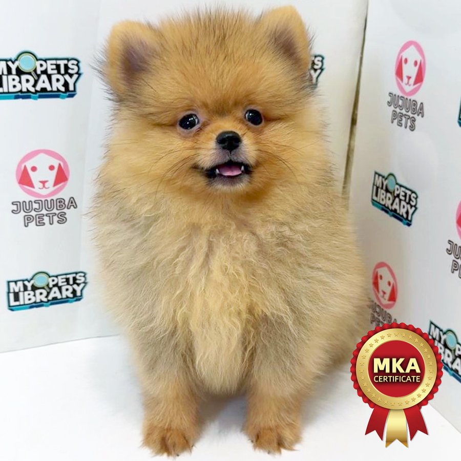 MKA Pomeranian Puppy