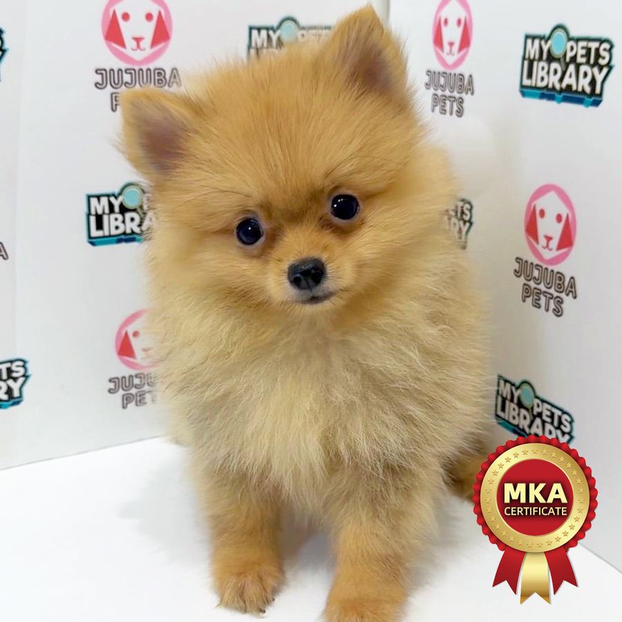 MKA Pomeranian Puppy