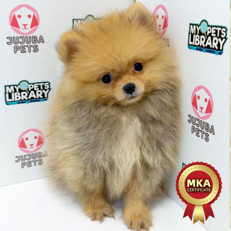 MKA Pomeranian Puppy