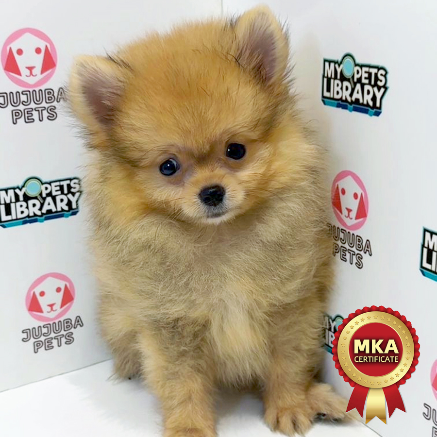 MKA Pomeranian Puppy