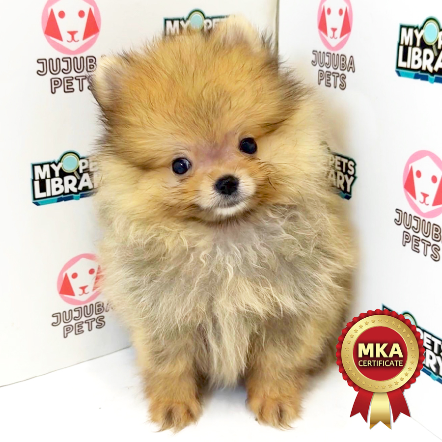 MKA Pomeranian Puppy