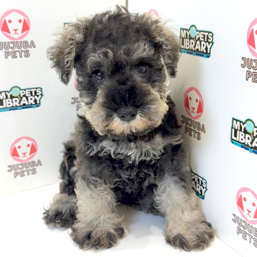 Schnauzer Puppy