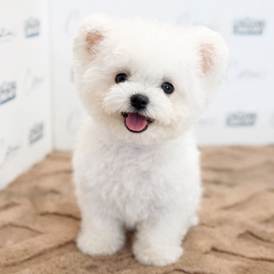Mini Bichon Frise Puppy