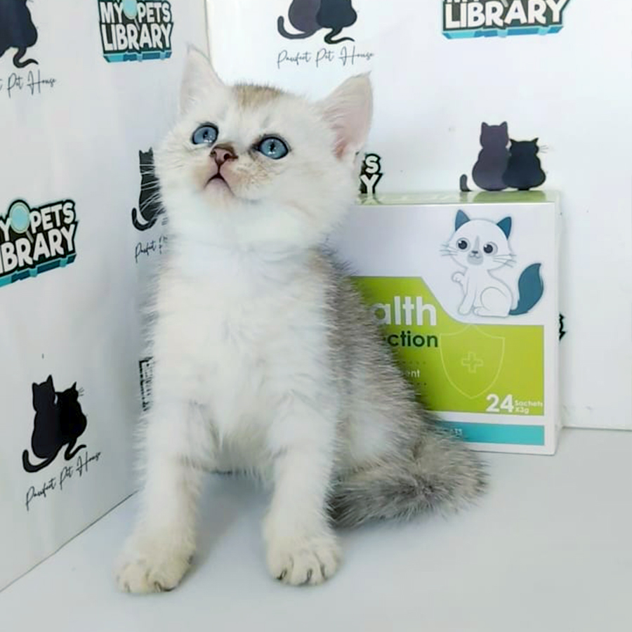 British Shorthair Kitten