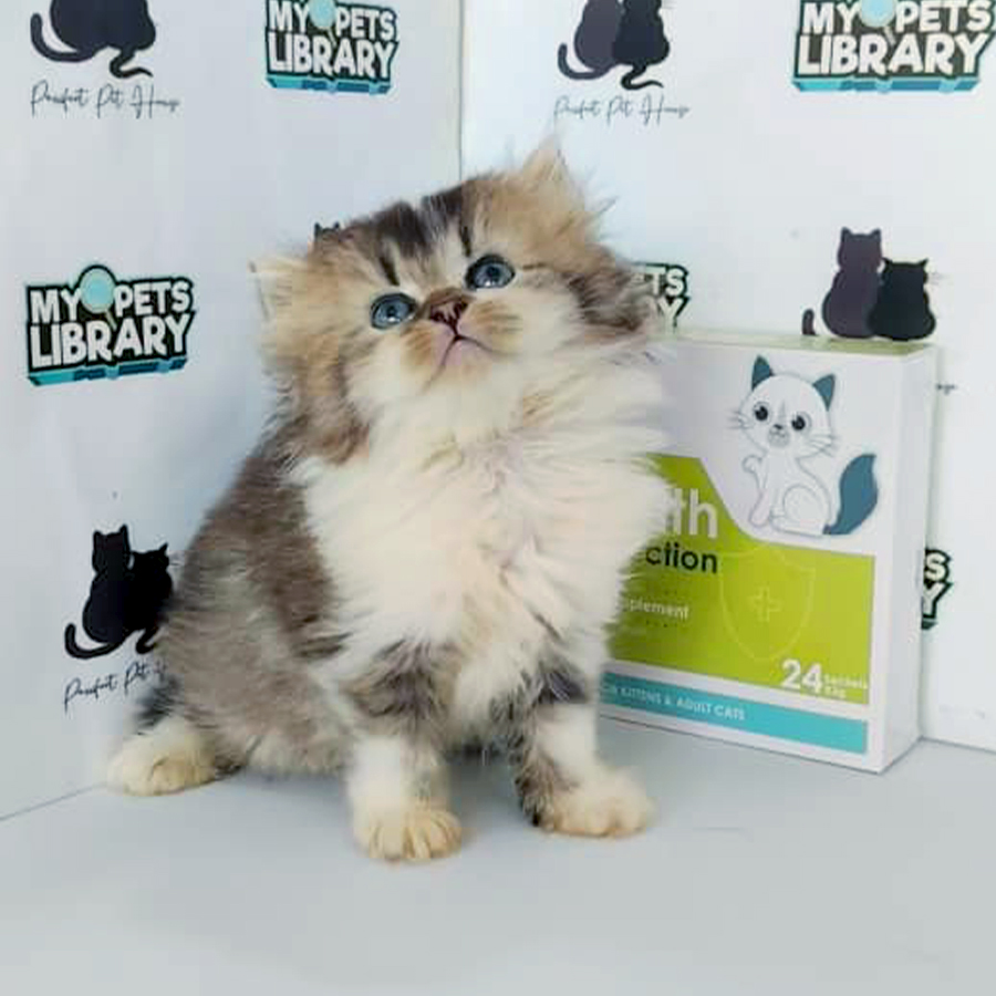 British Longhair Kitten