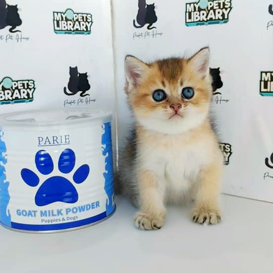 British Shorthair Kitten