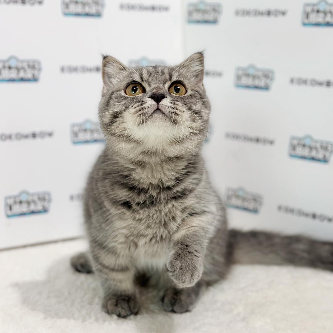 Super Short Munchkin British Shorthair Kitten