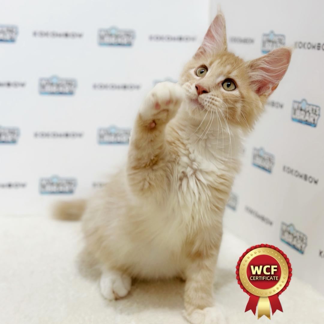 WCF Maine Coon Kitten