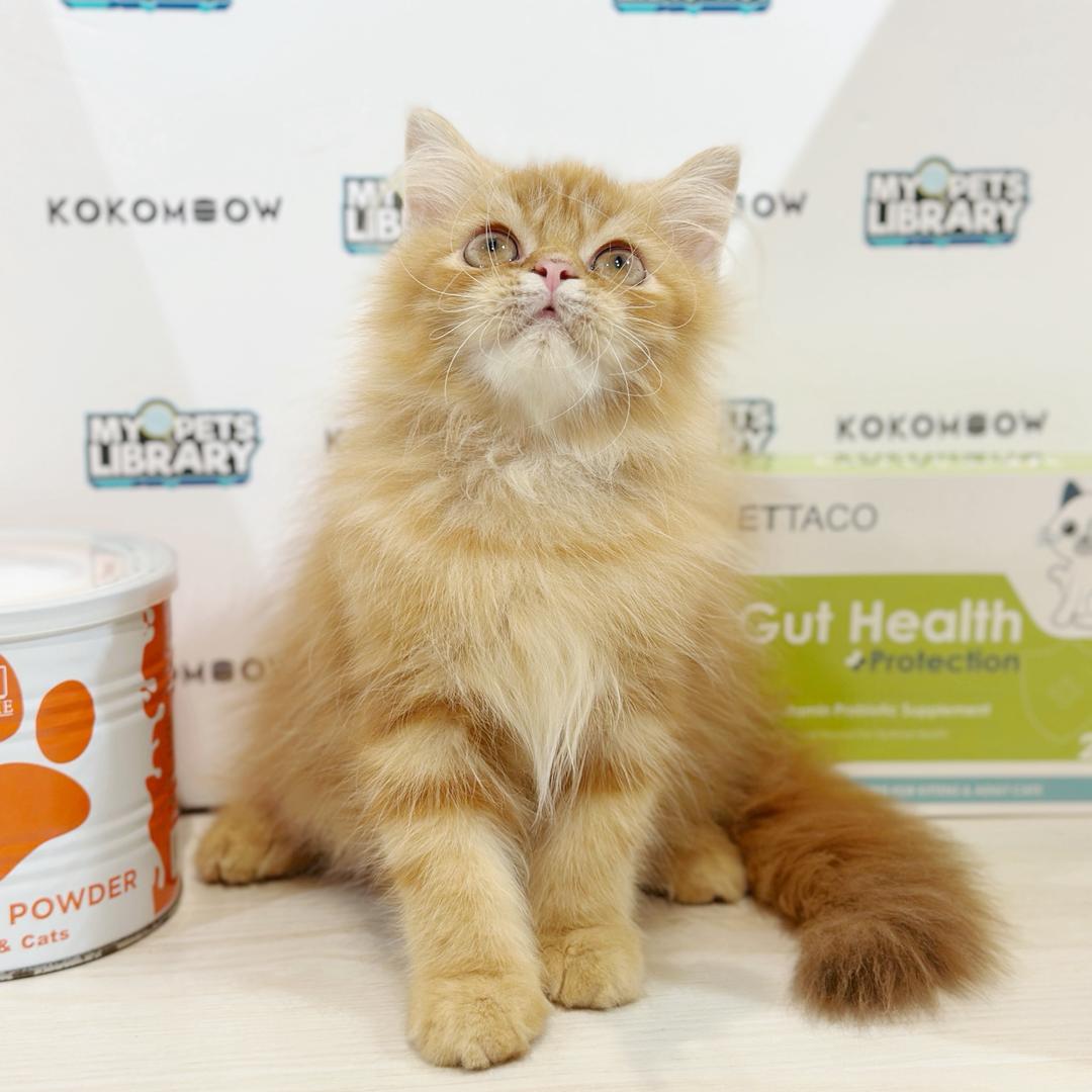 Scottish Persian Kitten