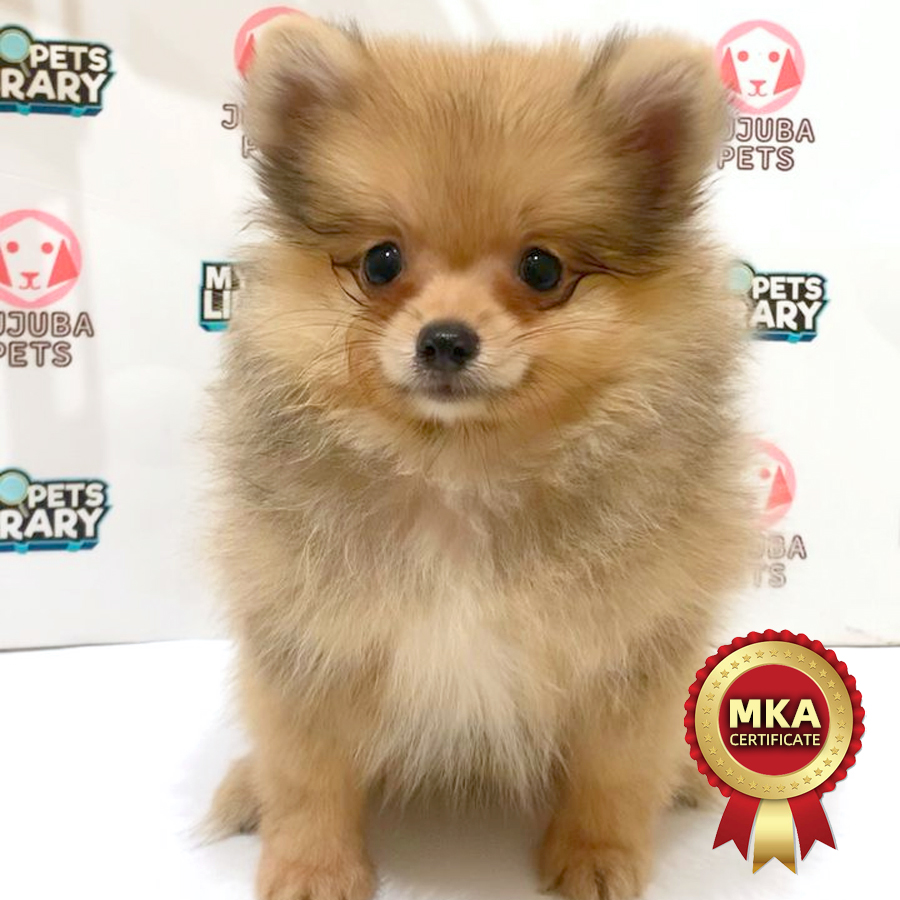 MKA Pomeranian Puppy