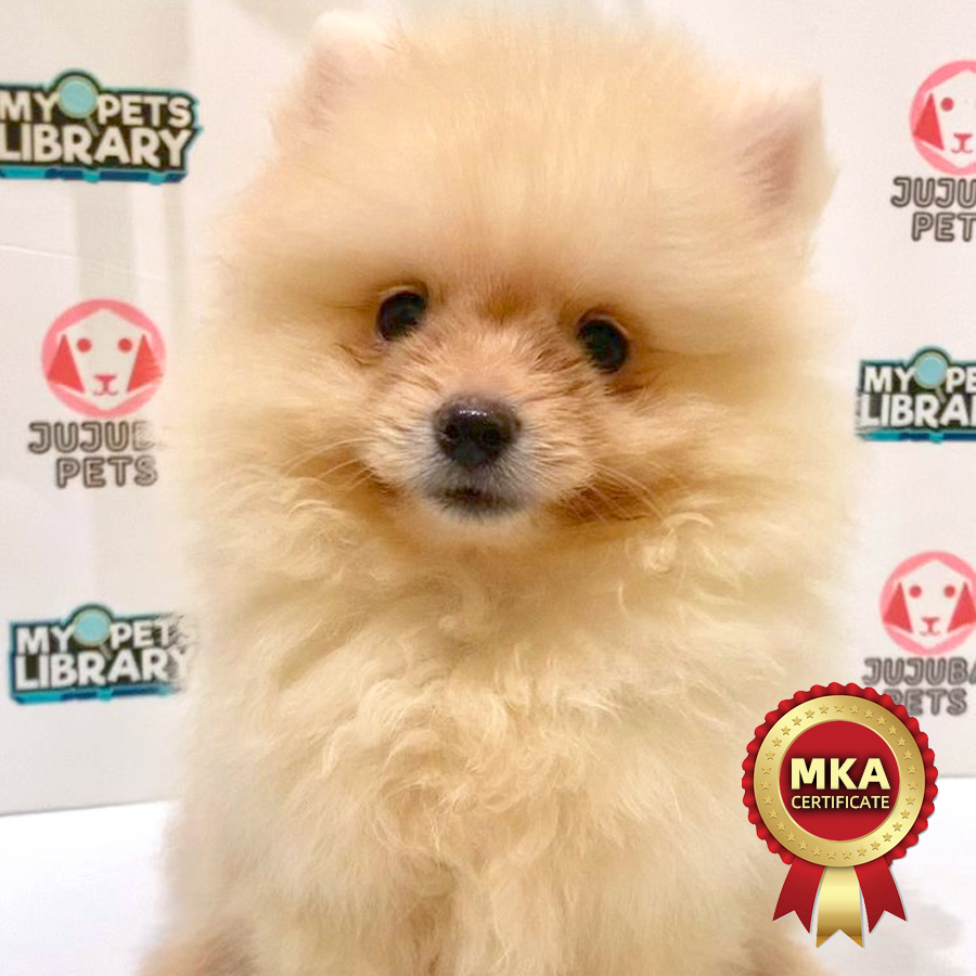 MKA Pomeranian Puppy