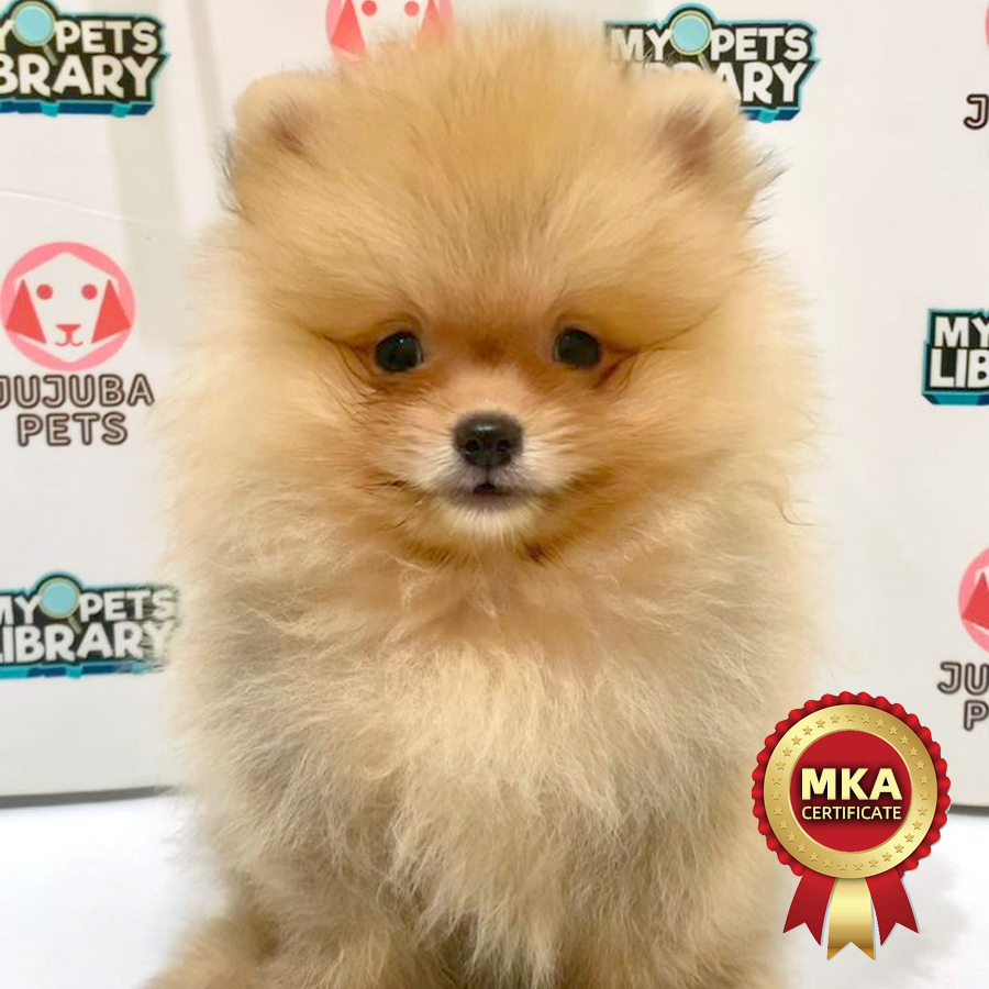MKA Pomeranian Puppy