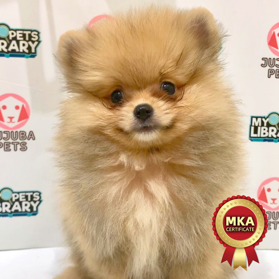 MKA Pomeranian Puppy