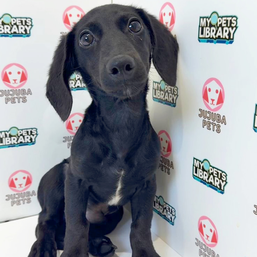 Dachshund Puppy