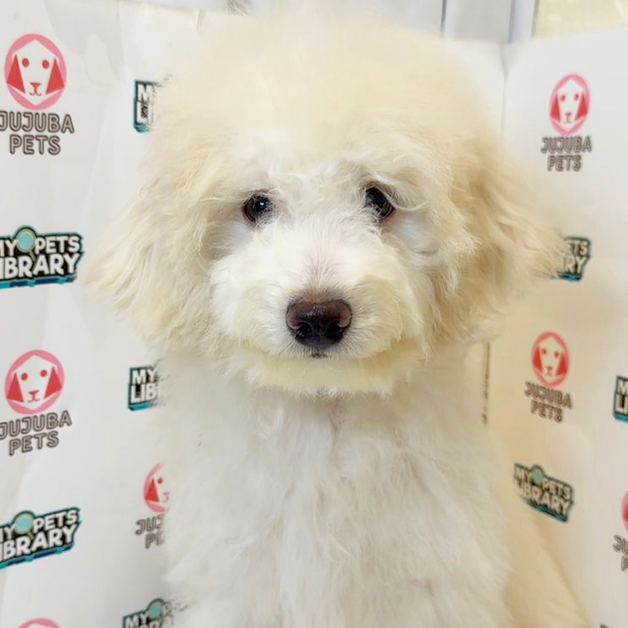 Toy Poodle Puppy