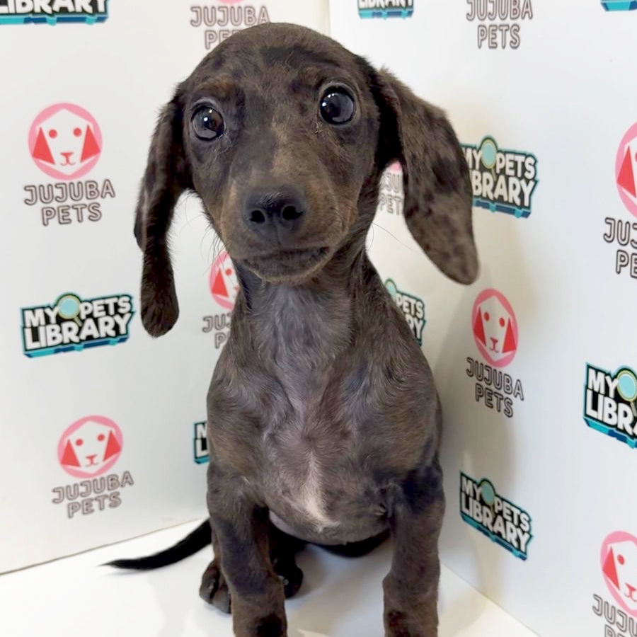 Dachshund Puppy