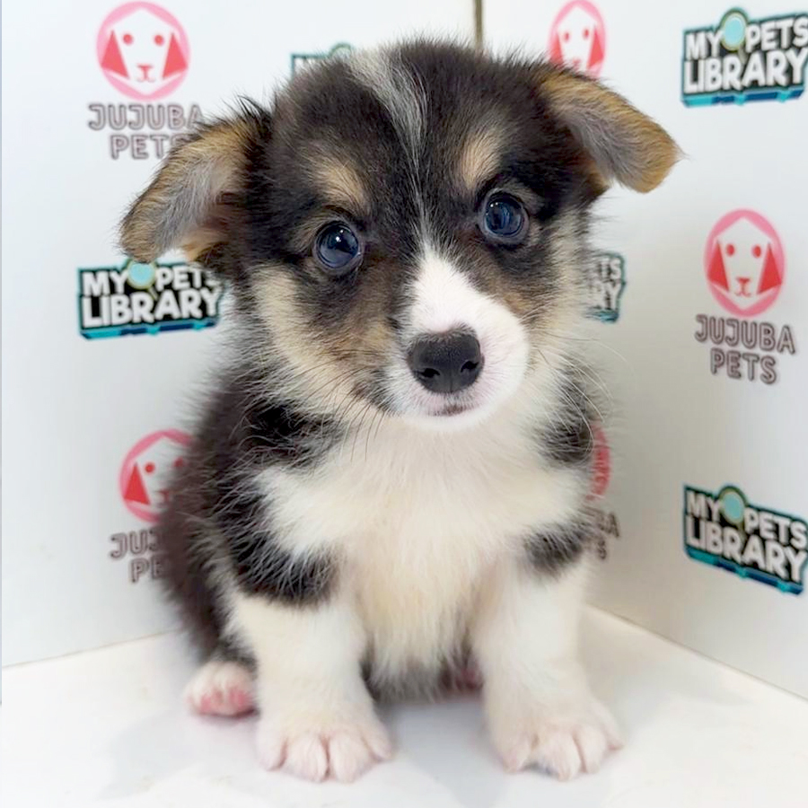 Welsh Corgi Puppy