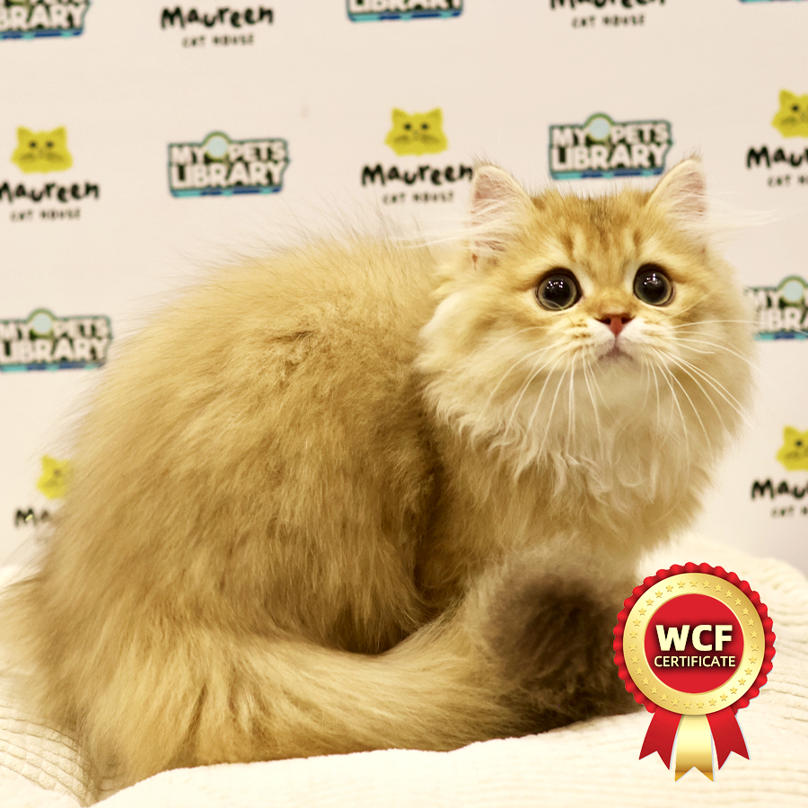 British Longhair Kitten