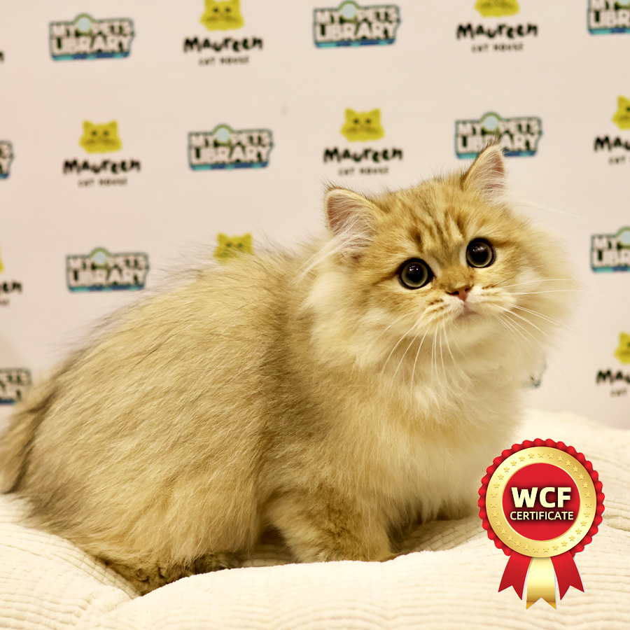 British Longhair Kitten